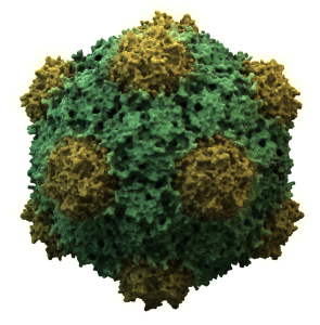 CowpeaMosaicVirus3D