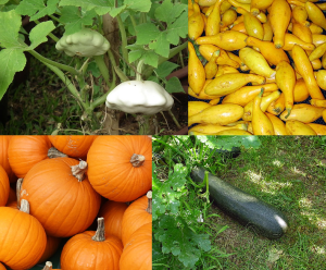 Cucurbita_pepo_collage_1
