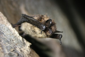 Healthy_little_brown_bat_(6950595524)2