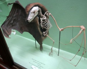 Horniman_fruit_bat_skin_skeleton