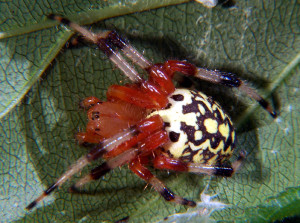 Marbled_orbweaver_fem_6