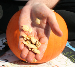 Pumpkin_seeds_in_hand