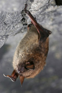 littlebrownbatNYS dept of environment
