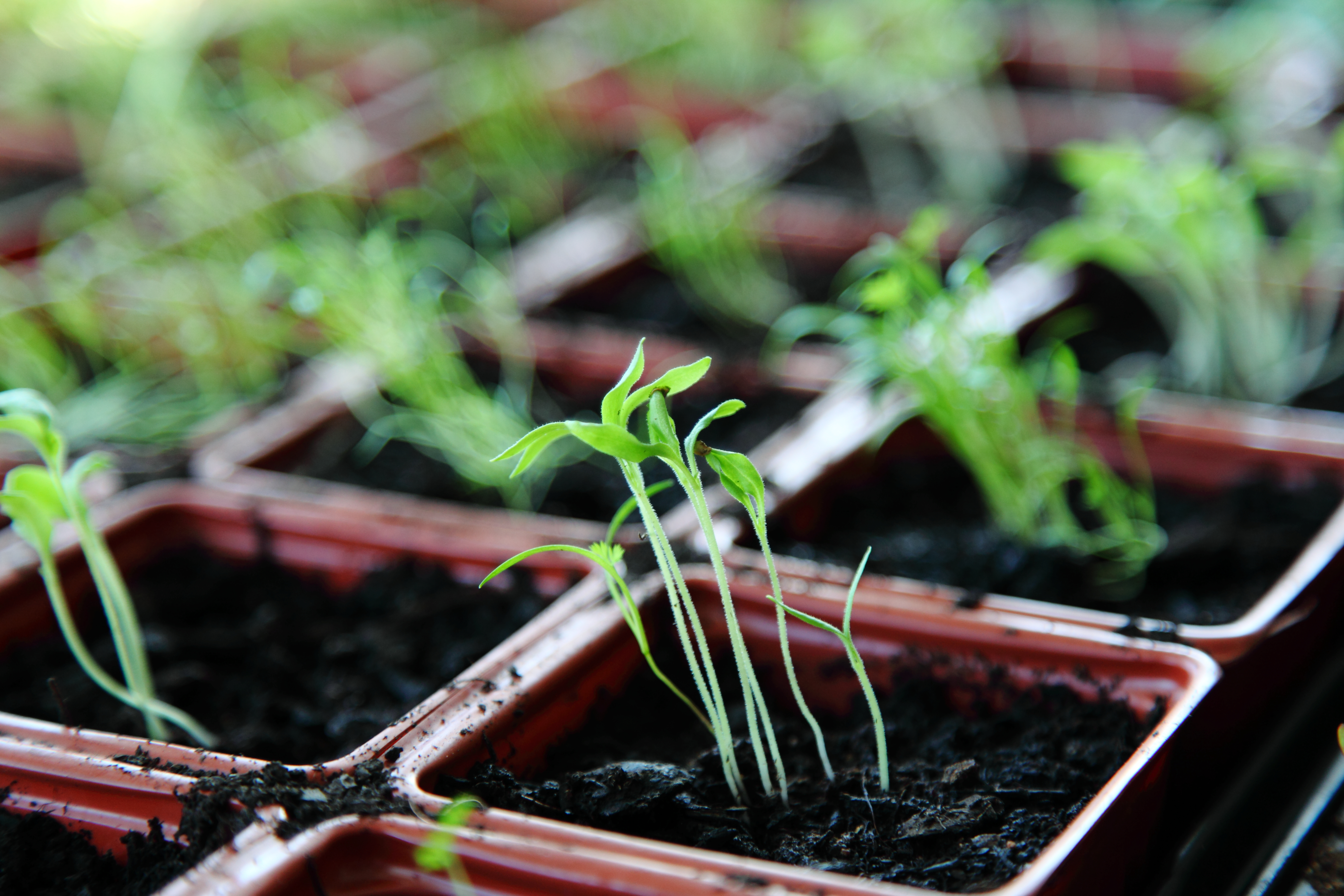 Free_Organic_Green_Spring_Plant_Seedlings_in_Natural_Window_Light_Creative_Commons_(8658017263)