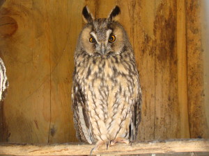 Long-eared_Owl-Mindaugas_Urbonas-1