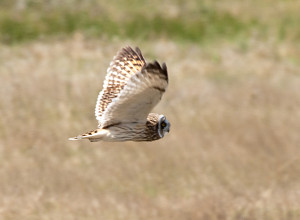 Short-eared_Owl_-_Ruh-red_Road_-_1