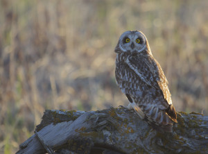 Short-eared_Owl_(Asio_flammeus)_(16169519346)