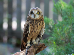 Short-eared_Owl_RWD1