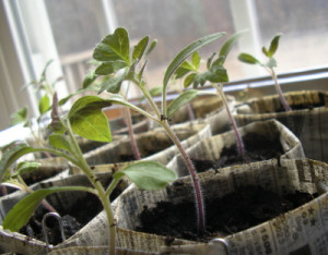 tomato seedlings jennifer flicker