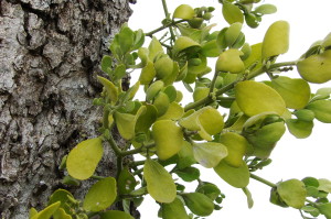 Mistletoe-0243