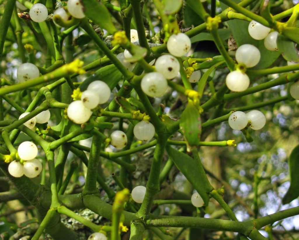 Mistletoe_Berries_Uk