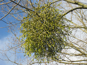 Mistletoe,_coming_soon_to_a_market_near_you_-_geograph.org.uk_-_1585249