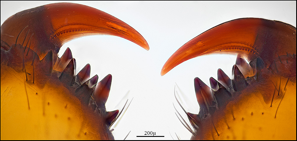 569_Dec162012fangs_1