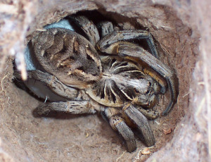 Wolf_spider
