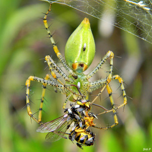 bob peterson green lynx spider flicker hsaring
