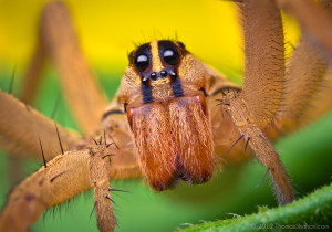 female wolf spider robert shahan