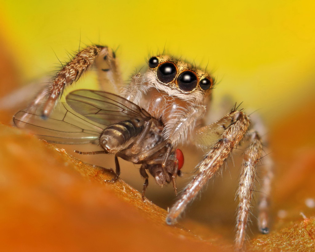 jumping spider feeding on fruitfly jeff burcher flicker