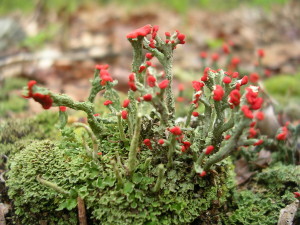 Cladonia_cristatella_(British_Soldier)