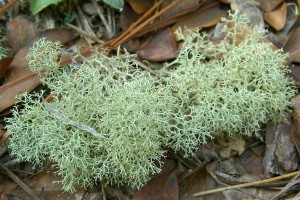 Dixie_Reindeer_Lichen_(981485763)