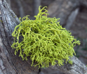 Fruticose lichen