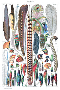 Types_de_plumes._-_Larousse_pour_tous,_-1907-1910-
