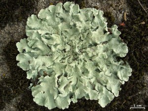 foliose lichen wiki