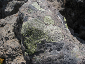 j brew flicker of map lichen