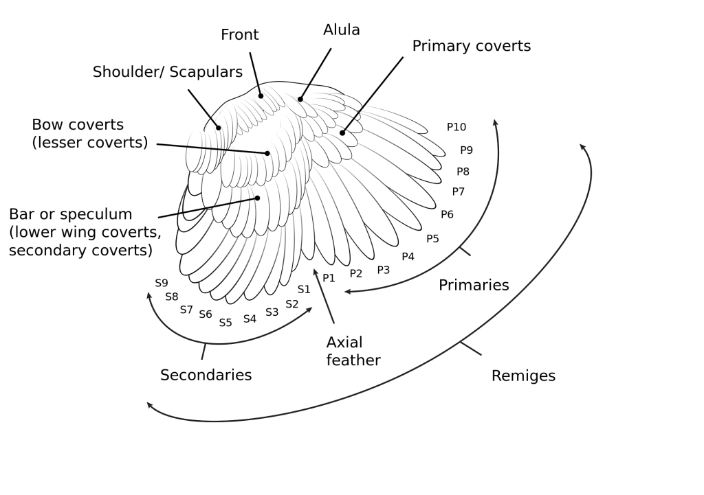 wing wiki