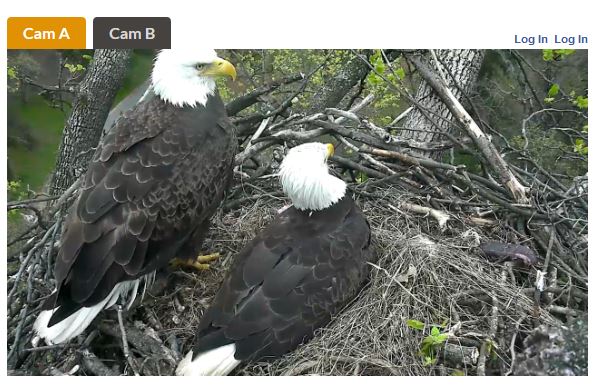 DC eagle cam