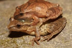 Spring_Peeper_mating
