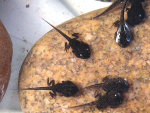 Spring_Peeper_tadpoles