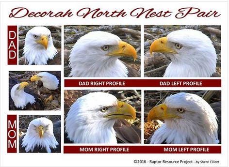 decoran north