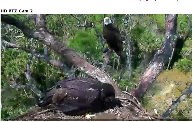 Florida eagle cam (Photo: American Eagle Foundation)