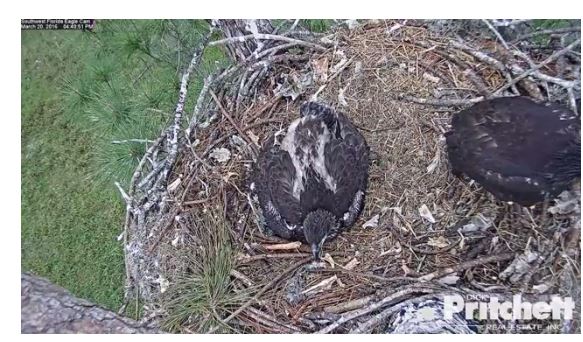 Eagle cam from Dick Pritchett in Fla. (Photo: Dick Pritchett website).
