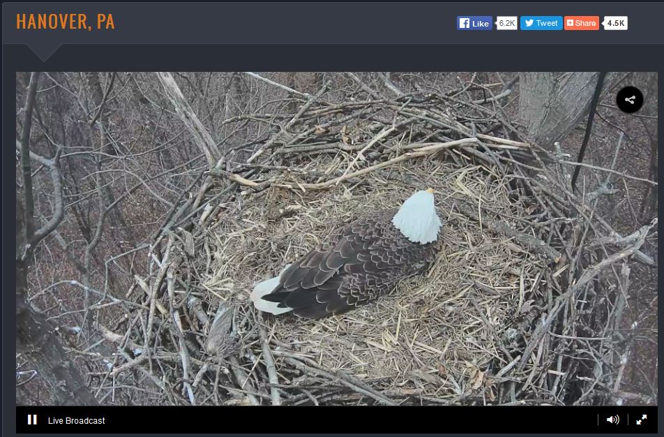 Hanover Pennsylvania eagle cam (Photo: Pennsylvania Game Commission).