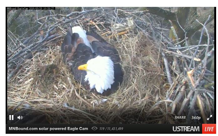 Live eagle cam from Minnesota Bound (Photo: Minnesota Bound).