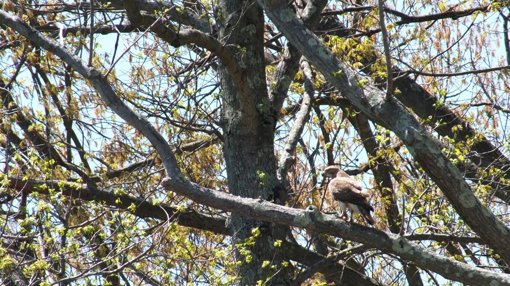 Spring red tailed hawk