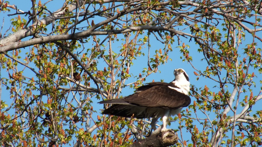 Spring osprey