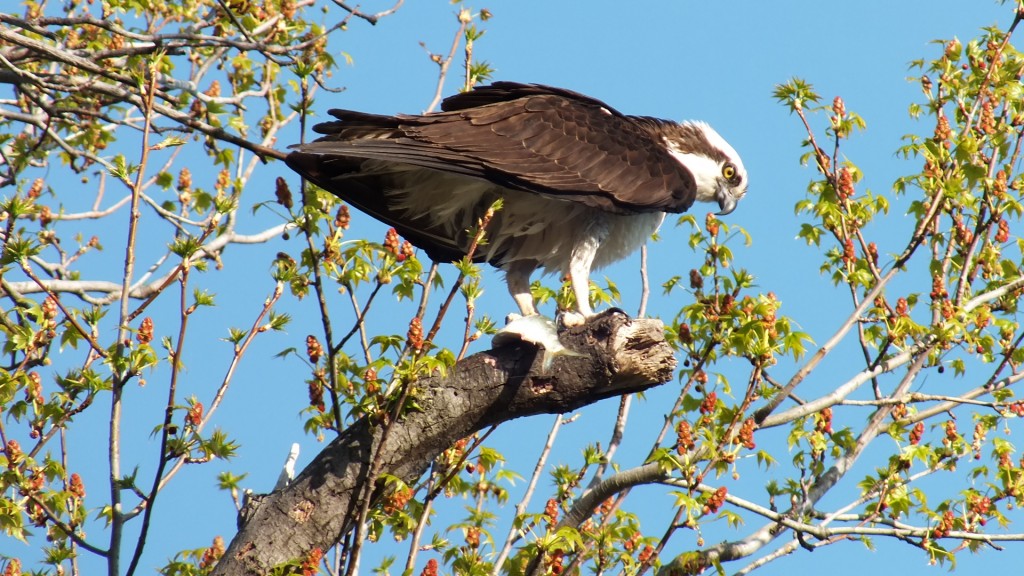 Spring Osprey