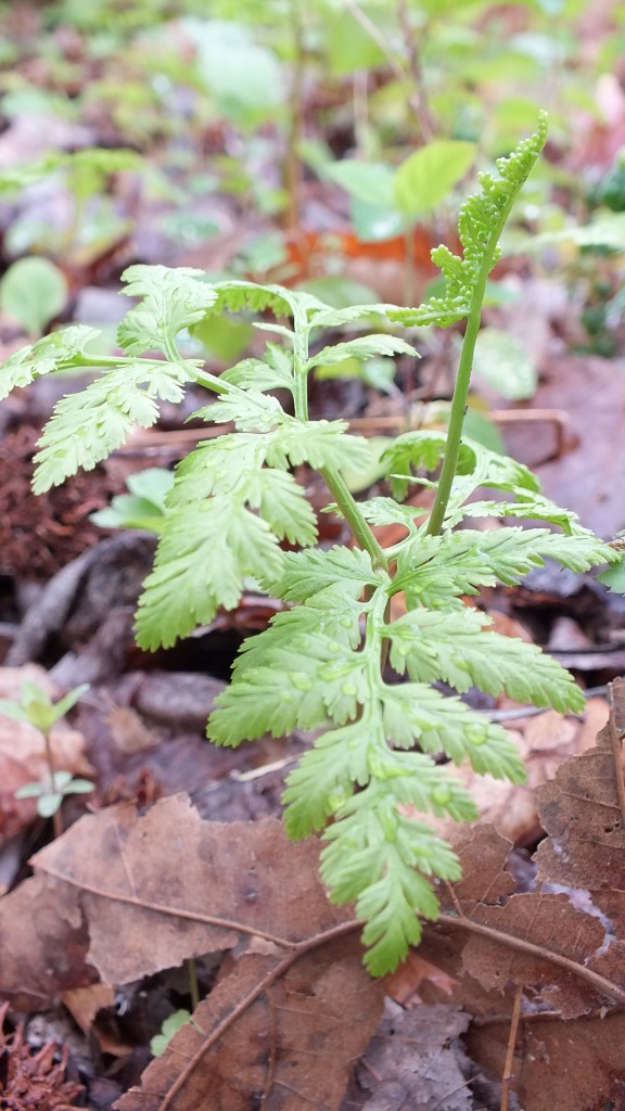 Spring rattlesnake fern