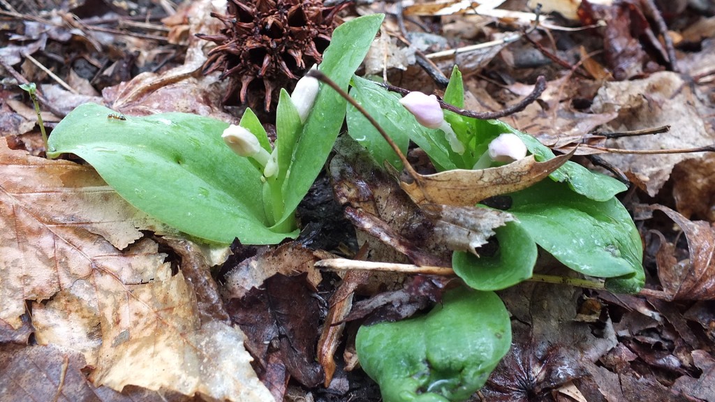 Spring showy orchid