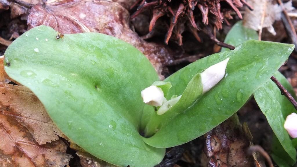 Spring showy orchid