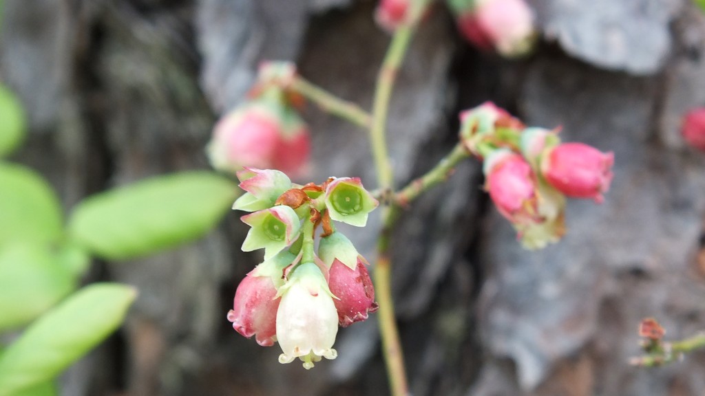 Spring low bush blueberry