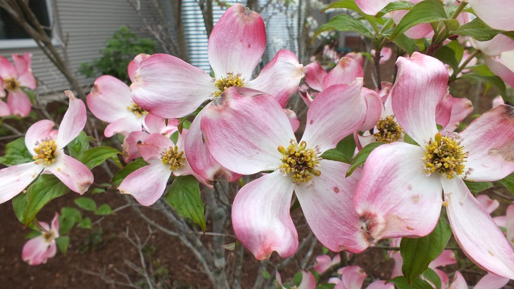 Spring dogwood