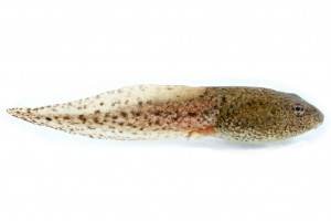 Greenfrog tadpole (Photo: Brian Gratwicke)