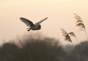 Barn_Owl_South_Acre_2