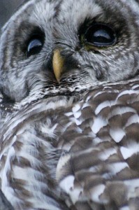 Barred_Owl_(Strix_varia)
