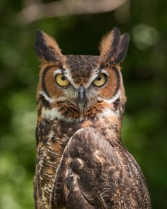 Bubo_virginianus_06