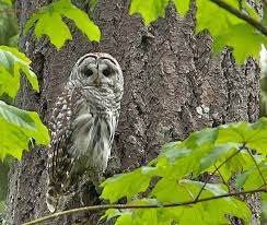 barred owl flicker A. Davey