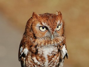 flicker jeff whitlock